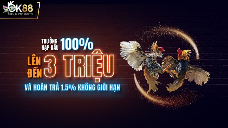 Sảnh chơi live trực tiếp các trận đấu từ trường gà lớn