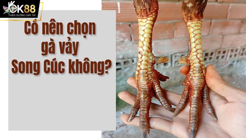 Gà có vảy song cúc - tốt hay xấu?