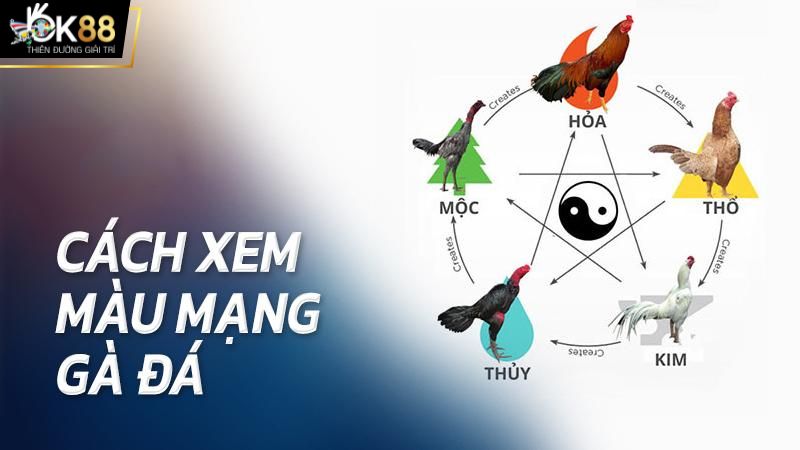 Màu mạng gà đá được xem như chiếc “la bàn” định hướng vận may 