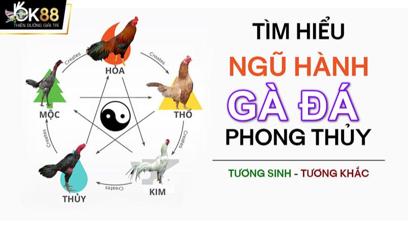 Màu mạng trong thế giới gà đá được hiểu như thế nào? 